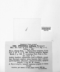 Image of Pilobolus oedipus